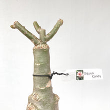 画像をギャラリービューアに読み込む, 【期間限定:3月末まで】アデニウム・オベスム 裸株(裸苗) ピンク系(10種から選べる)