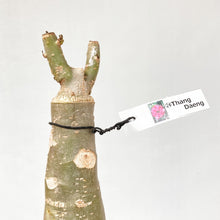 画像をギャラリービューアに読み込む, 【期間限定:3月末まで】アデニウム・オベスム 裸株(裸苗) ピンク系(10種から選べる)