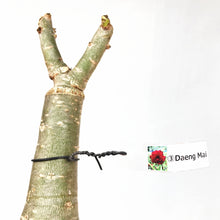 画像をギャラリービューアに読み込む, 【期間限定:3月末まで】アデニウム・オベスム 裸株(裸苗) 赤・紫系(9種から選べる)