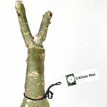 画像をギャラリービューアに読み込む, 【期間限定:3月末まで】アデニウム・オベスム 裸株(裸苗) 白・黄色系(5種から選べる)