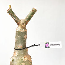 画像をギャラリービューアに読み込む, 【期間限定:3月末まで】アデニウム・オベスム 裸株(裸苗) ピンク系(10種から選べる)