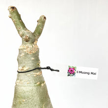 画像をギャラリービューアに読み込む, 【期間限定:3月末まで】アデニウム・オベスム 裸株(裸苗) 赤・紫系(9種から選べる)