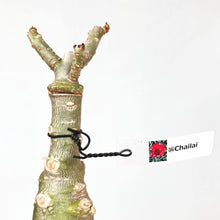 画像をギャラリービューアに読み込む, 【期間限定:3月末まで】アデニウム・オベスム 裸株(裸苗) 赤・紫系(9種から選べる)