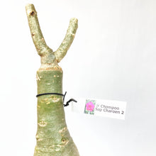 画像をギャラリービューアに読み込む, 【期間限定:3月末まで】アデニウム・オベスム 裸株(裸苗) ピンク系(10種から選べる)