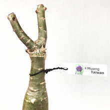 画像をギャラリービューアに読み込む, 【期間限定:3月末まで】アデニウム・オベスム 裸株(裸苗) 赤・紫系(9種から選べる)