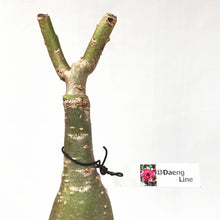 画像をギャラリービューアに読み込む, 【期間限定:3月末まで】アデニウム・オベスム 裸株(裸苗) ピンク系(10種から選べる)