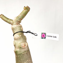 画像をギャラリービューアに読み込む, 【期間限定:3月末まで】アデニウム・オベスム 裸株(裸苗) ピンク系(10種から選べる)