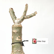 画像をギャラリービューアに読み込む, 【期間限定:3月末まで】アデニウム・オベスム 裸株(裸苗) ピンク系(10種から選べる)