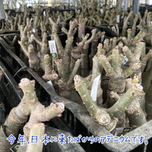 画像をギャラリービューアに読み込む, 【期間限定:3月末まで】アデニウム・オベスム 裸株(裸苗) 白・黄色系(5種から選べる)