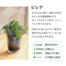 画像をギャラリービューアに読み込む, 【土を使わない観葉植物】テーブルプランツ(Table Plants)