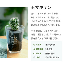 画像をギャラリービューアに読み込む, 【土を使わないサボテン】テーブルプランツ(Table Plants)
