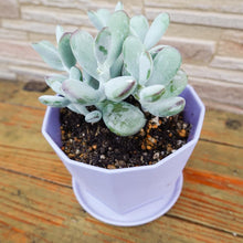 画像をギャラリービューアに読み込む, コチレドン・フクダルマ〈3ポットセット〉