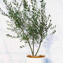画像をギャラリービューアに読み込む, 【数量限定!実付き】香川で育ったオリーブの木 8号 鉢カバーセット
