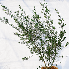 画像をギャラリービューアに読み込む, 【数量限定!実付き】香川で育ったオリーブの木 8号 鉢カバーセット