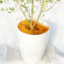 画像をギャラリービューアに読み込む, 【数量限定!実付き】香川で育ったオリーブの木 8号 鉢カバーセット