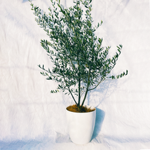 画像をギャラリービューアに読み込む, 【数量限定!実付き】香川で育ったオリーブの木 8号 鉢カバーセット