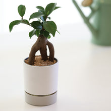 画像をギャラリービューアに読み込む, kaorimaru ガジュマル 2.5号 香り付き観葉植物