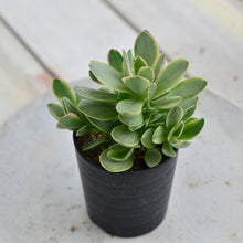 画像をギャラリービューアに読み込む, クラッスラ・マネーメーカー 2.5号 【国内実生苗】