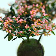 画像をギャラリービューアに読み込む, 【予約商品:2/16発送】苔玉 天皇梅(テンノウメ/イソザンショウ) 4.5号