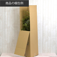 画像をギャラリービューアに読み込む, ハイドランジア(西洋アジサイ) パニキュラータ ホワイトライト 6号 1ポット