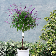 画像をギャラリービューアに読み込む, アメジストセージ(サルビア) スタンド仕立て 8号 1鉢