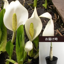 画像をギャラリービューアに読み込む, 【予約商品:2/24以降発送】水芭蕉(ミズバショウ) 花苗 4号 2023年開花見込み株