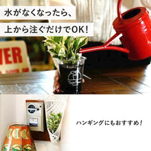 画像をギャラリービューアに読み込む, 【土を使わない観葉植物】テーブルプランツ(Table Plants) ハートホヤ