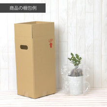 画像をギャラリービューアに読み込む, アジアンタム・フラグランス 5号