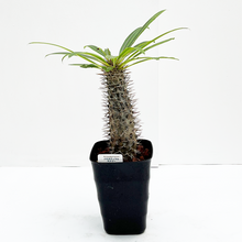 画像をギャラリービューアに読み込む, パキポディウム・ラメリー 5号