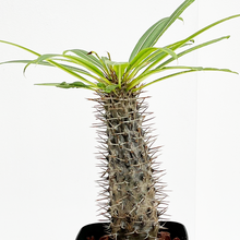 画像をギャラリービューアに読み込む, パキポディウム・ラメリー 5号