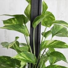 画像をギャラリービューアに読み込む, ポトス(斑入り) タワー仕立て 7号
