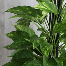 画像をギャラリービューアに読み込む, ポトス(斑入り) タワー仕立て 7号