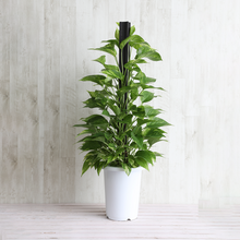 画像をギャラリービューアに読み込む, ポトス(斑入り) タワー仕立て 7号