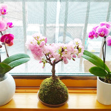 画像をギャラリービューアに読み込む, 苔玉さくら(旭山桜) ※予約商品