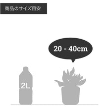 画像をギャラリービューアに読み込む, オリヅルラン・K'sマジック 4号