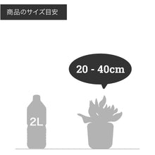 画像をギャラリービューアに読み込む, ポトス(斑入り) 5号 室内におすすめ 観葉植物