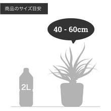 画像をギャラリービューアに読み込む, サンスベリア・ローレンティー(トラノオ) 4号 室内におすすめ おしゃれな観葉植物