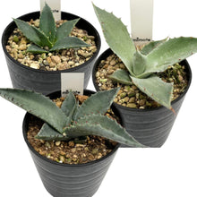 画像をギャラリービューアに読み込む, 【国内実生苗】アガベ 3種アソートセット 2.5号