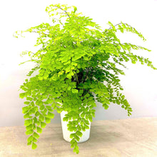 画像をギャラリービューアに読み込む, アジアンタム フラグランス 5号