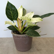 画像をギャラリービューアに読み込む, シグネ 10cm ブラウン(高さ11.5cm × 直径10.5cm)