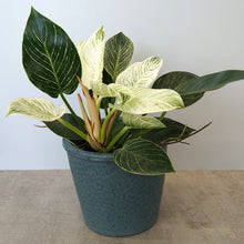 画像をギャラリービューアに読み込む, シグネ 10cm ブルー(高さ11.5cm × 直径10.5cm)