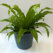 画像をギャラリービューアに読み込む, シグネ 10cm ブルー(高さ11.5cm × 直径10.5cm)