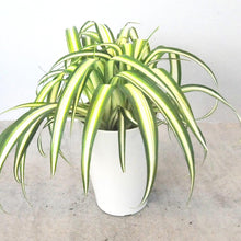 画像をギャラリービューアに読み込む, 観葉植物 オリヅルラン「K'sマジック」