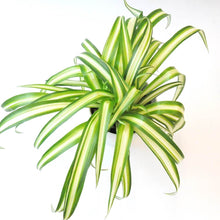 画像をギャラリービューアに読み込む, 観葉植物 オリヅルラン「K'sマジック」