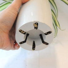 画像をギャラリービューアに読み込む, オリヅルラン・K'sマジック 4号