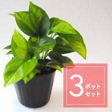 画像をギャラリービューアに読み込む, 観葉植物 苗 ポトス「グローバルグリーン」3ポットセット