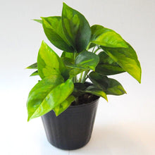 画像をギャラリービューアに読み込む, 観葉植物 苗 ポトス「グローバルグリーン」3ポットセット