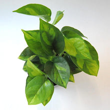 画像をギャラリービューアに読み込む, ポトス・グローバルグリーン 3号 3ポットセット