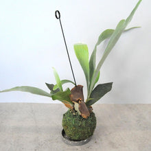 画像をギャラリービューアに読み込む, 観葉植物 ビカクシダ・ネザーランド(コウモリラン)