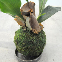 画像をギャラリービューアに読み込む, 観葉植物 ビカクシダ・ネザーランド(コウモリラン)